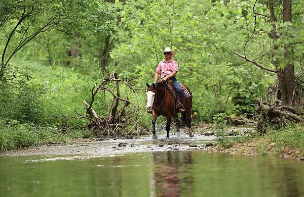 trail-quarter-horse