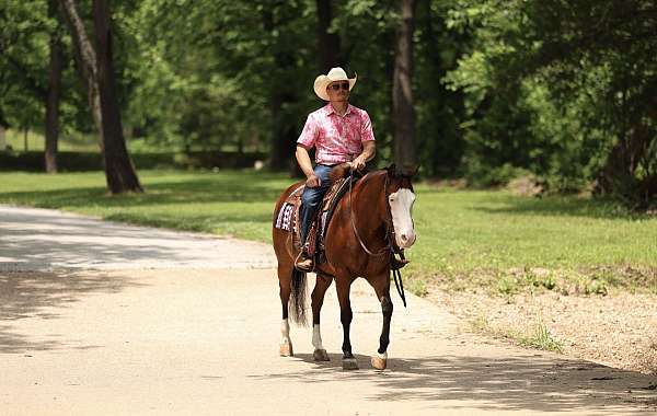 trail-riding-quarter-horse