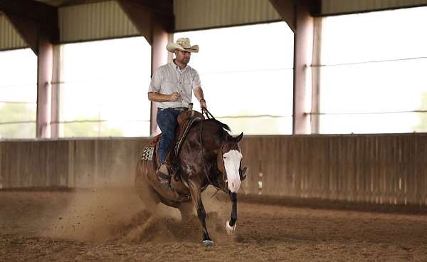 western-riding-quarter-horse