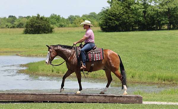 working-cattle-quarter-horse