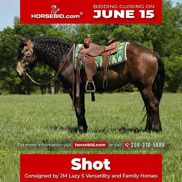 all-around-draft-horse
