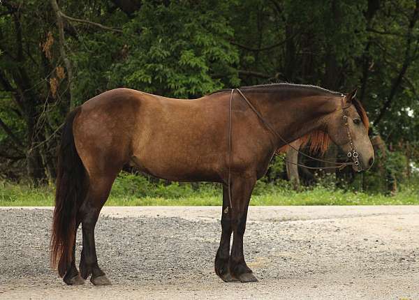 beginner-draft-horse