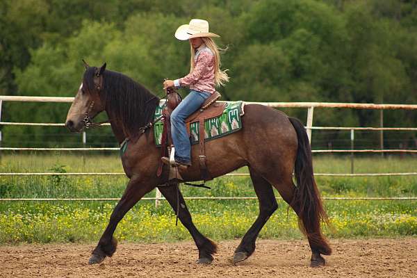 athletic-draft-horse