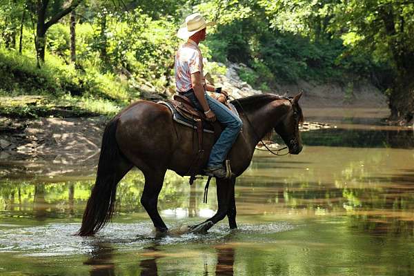 flashy-draft-horse