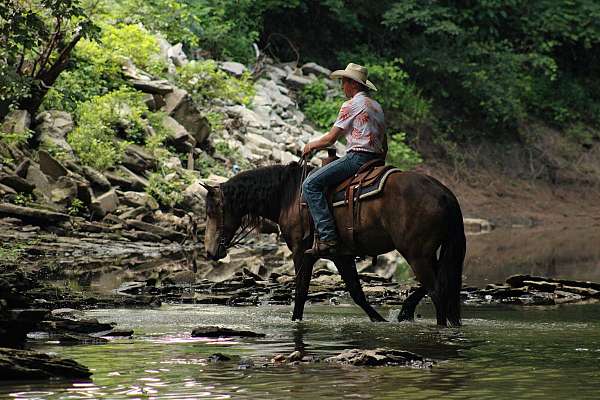 jumping-draft-horse
