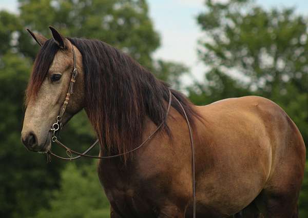 ranch-work-draft-horse