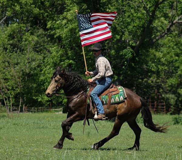 ridden-english-draft-horse