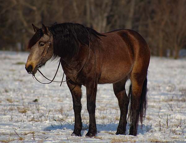 ridden-western-draft-horse