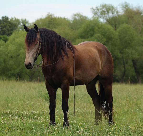 roping-draft-horse