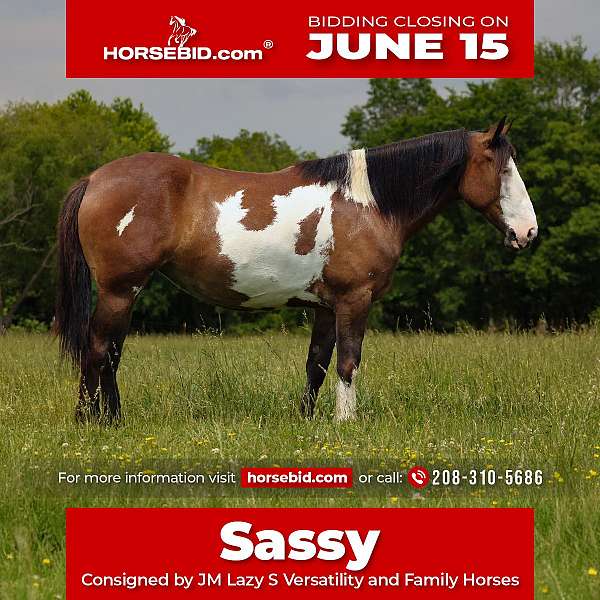 15-hand-shire-horse