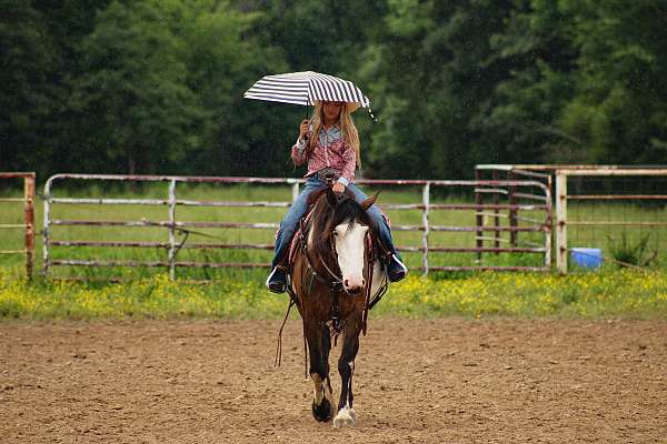 all-around-shire-horse