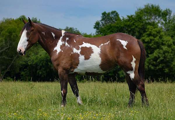 ridden-western-shire-horse
