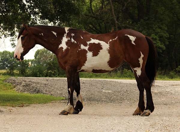 show-shire-horse