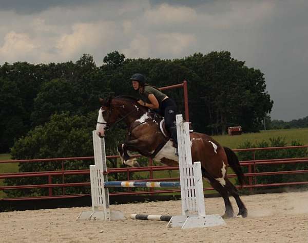 roping-shire-horse