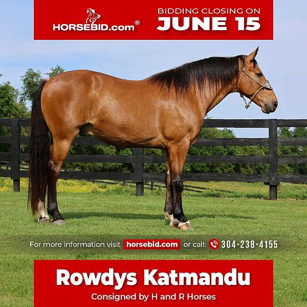 husband-safe-single-footing-horse