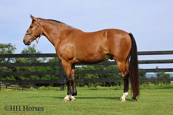 ranch-single-footing-horse