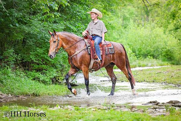ranch-work-single-footing-horse