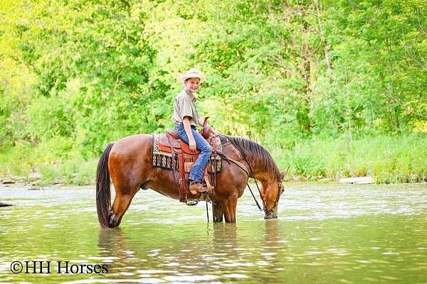 show-single-footing-horse