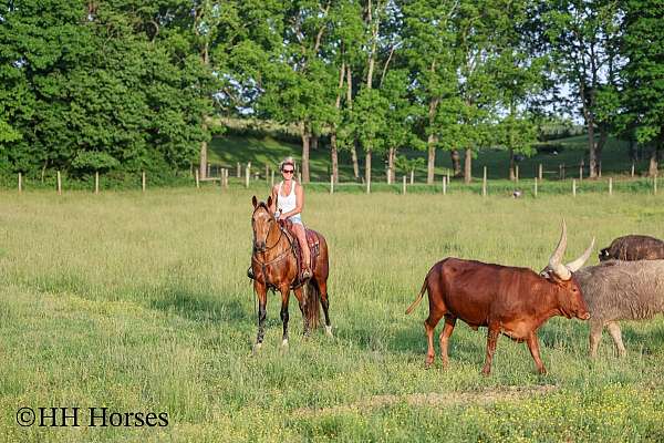 youth-single-footing-horse