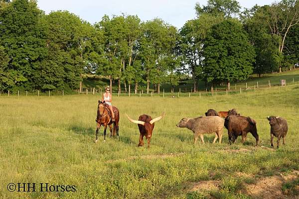 all-around-single-footing-horse