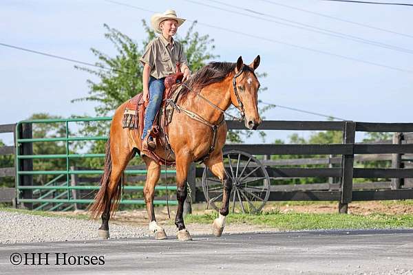 beginner-single-footing-horse