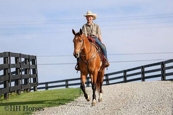 flashy-single-footing-horse