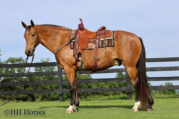 gaited-single-footing-horse