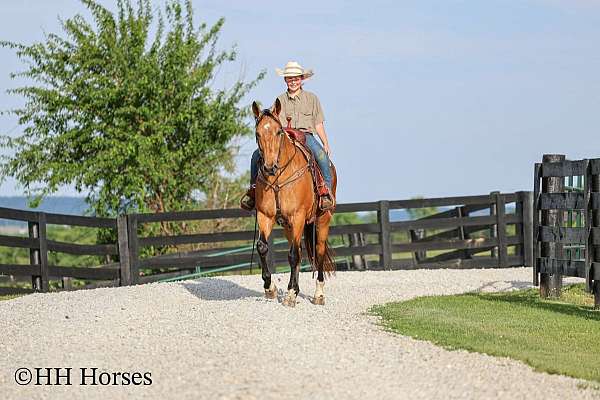 trail-riding-single-footing-horse