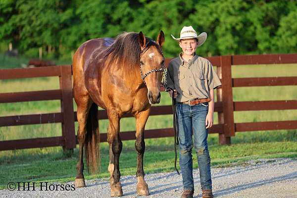 buckskin-all-around-horse