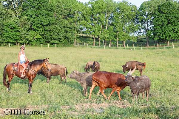 buckskin-beginner-horse