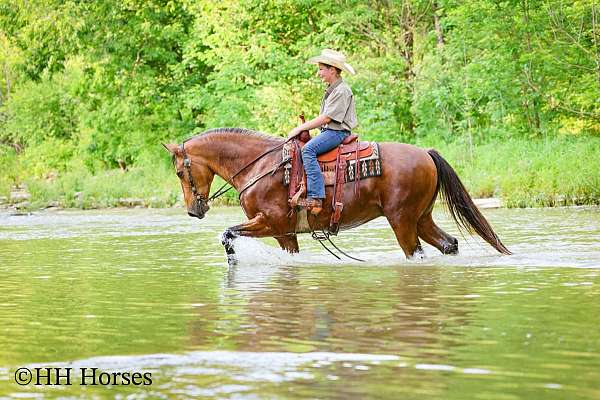 buckskin-single-footing-gelding
