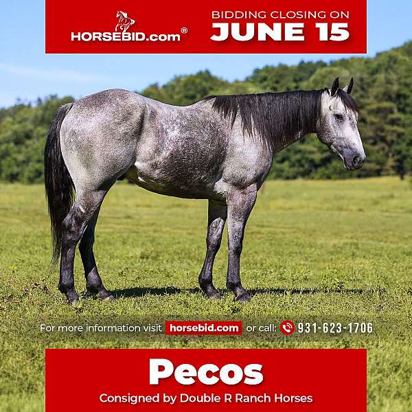 all-around-quarter-horse