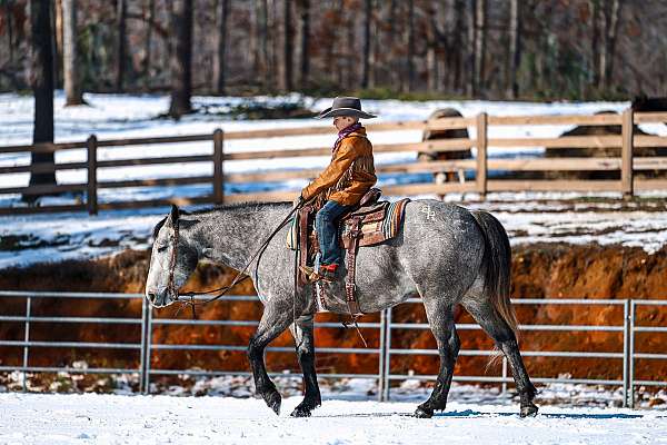athletic-quarter-horse