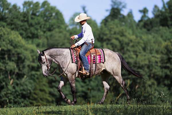 flashy-quarter-horse