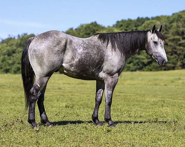 performance-quarter-horse