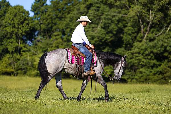 ridden-english-quarter-horse