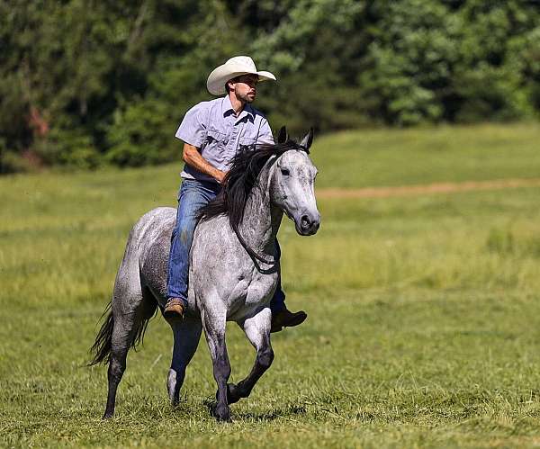 roping-quarter-horse