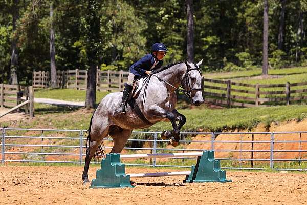 show-quarter-horse
