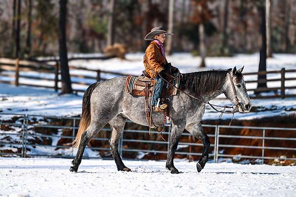 trail-quarter-horse