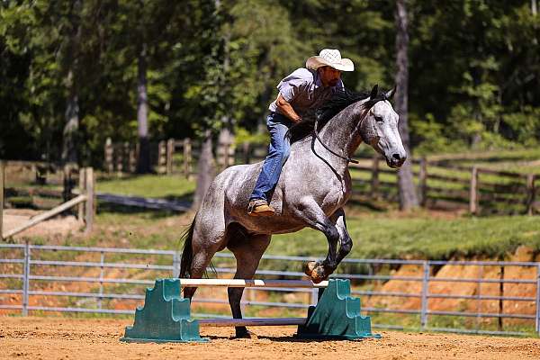 trail-riding-quarter-horse