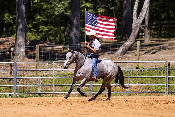 working-cattle-quarter-horse