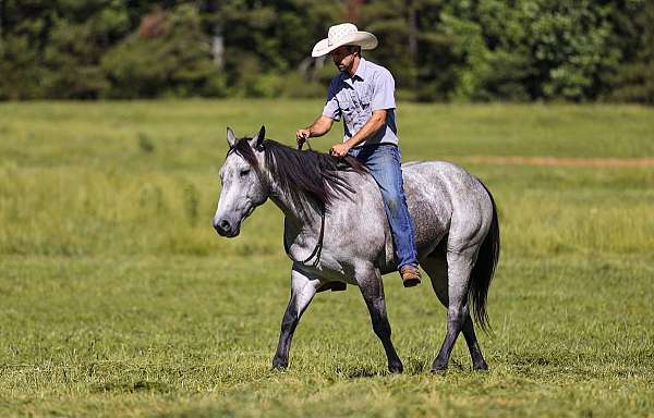 youth-quarter-horse