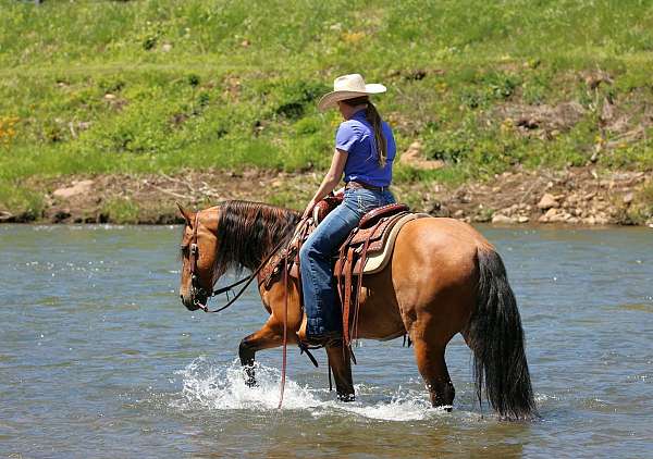 hunter-jumper-friesian-horse