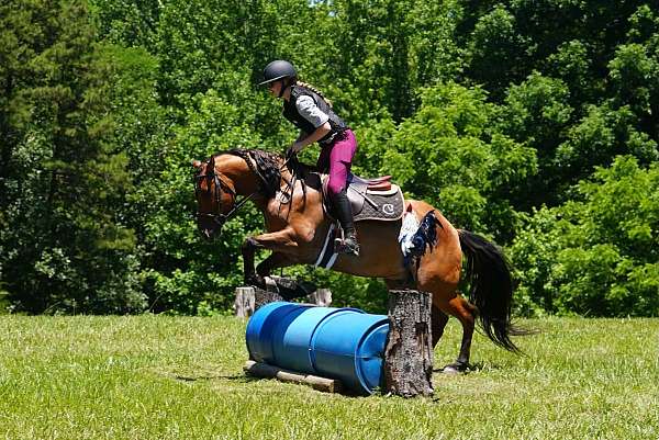 performance-friesian-horse