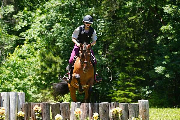 ridden-english-friesian-horse