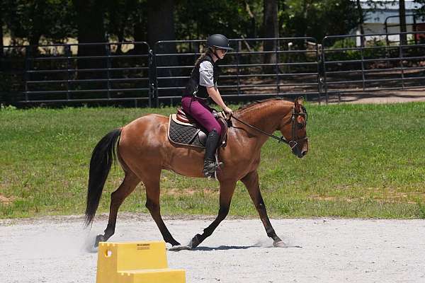 ridden-western-friesian-horse