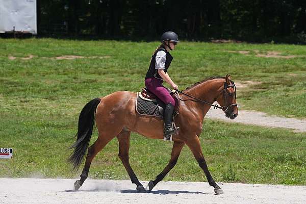 show-hack-friesian-horse
