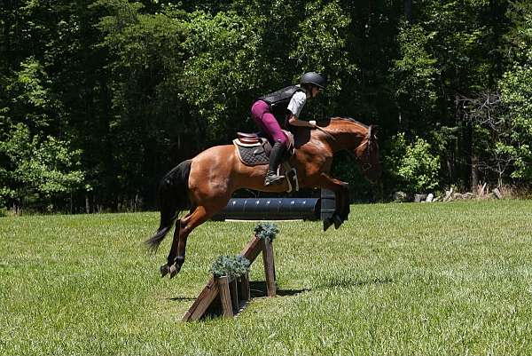 trail-friesian-horse