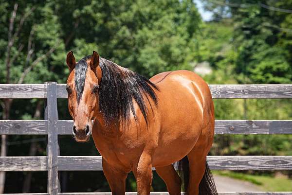 trail-riding-friesian-horse