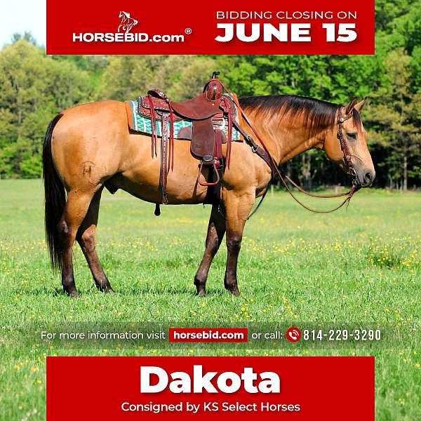 all-around-quarter-horse